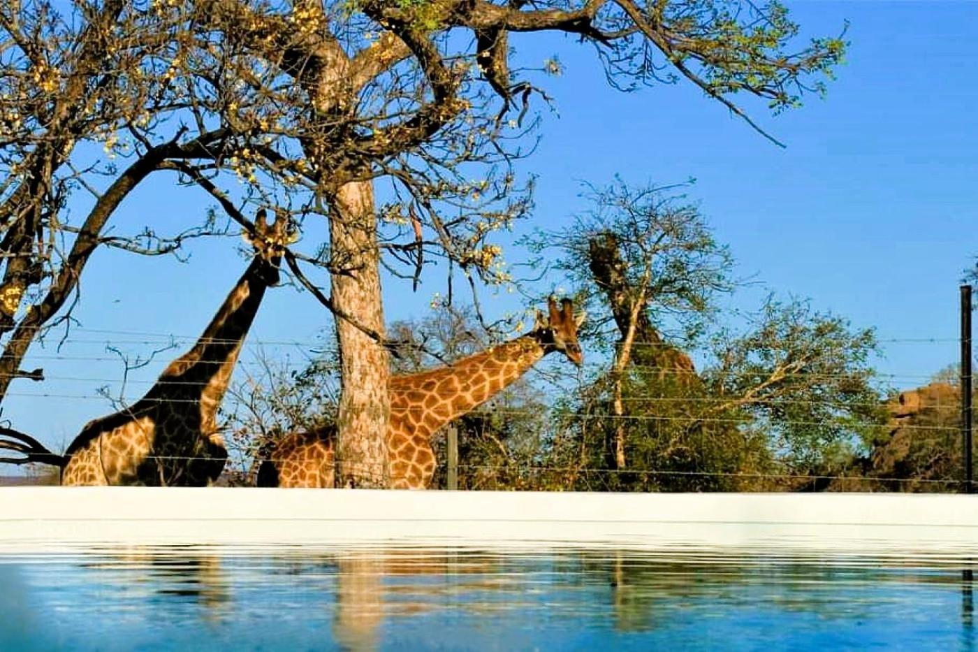 Отель Ngalali Retreat Grietjie Game Reserve Экстерьер фото