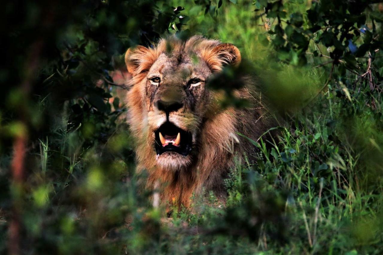 Отель Ngalali Retreat Grietjie Game Reserve Экстерьер фото