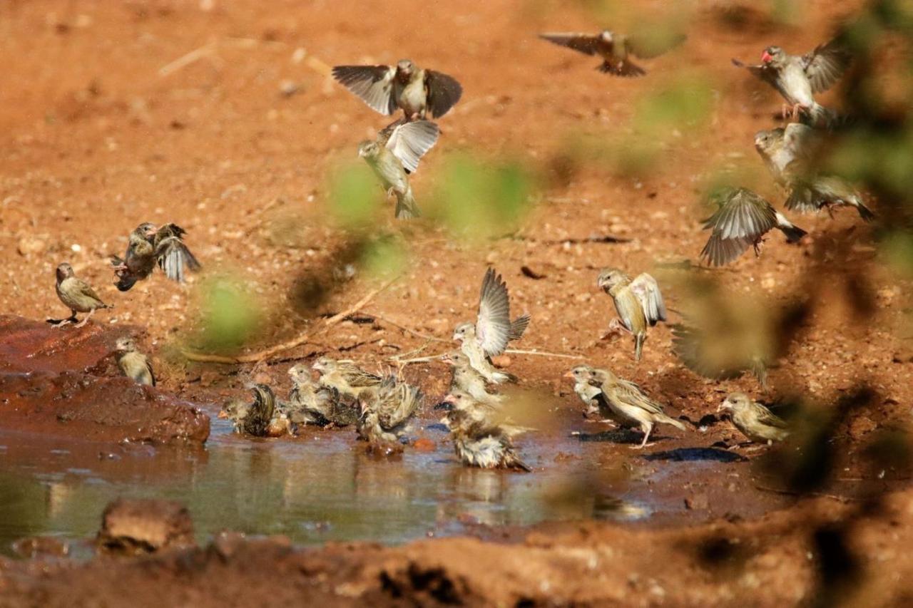 Отель Ngalali Retreat Grietjie Game Reserve Экстерьер фото